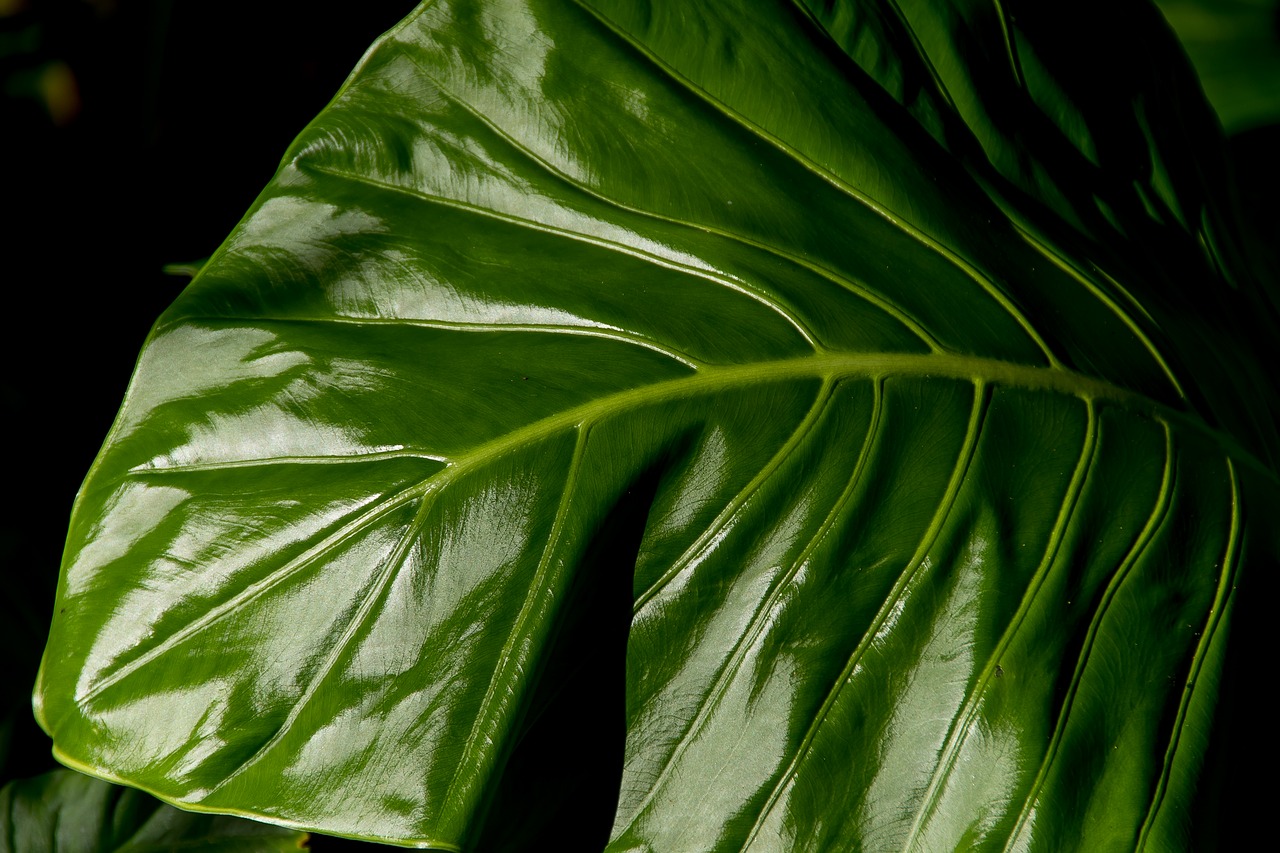 leaf  green  rain forest free photo