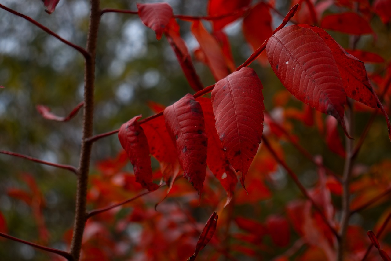 leaf  leaves  fall free photo