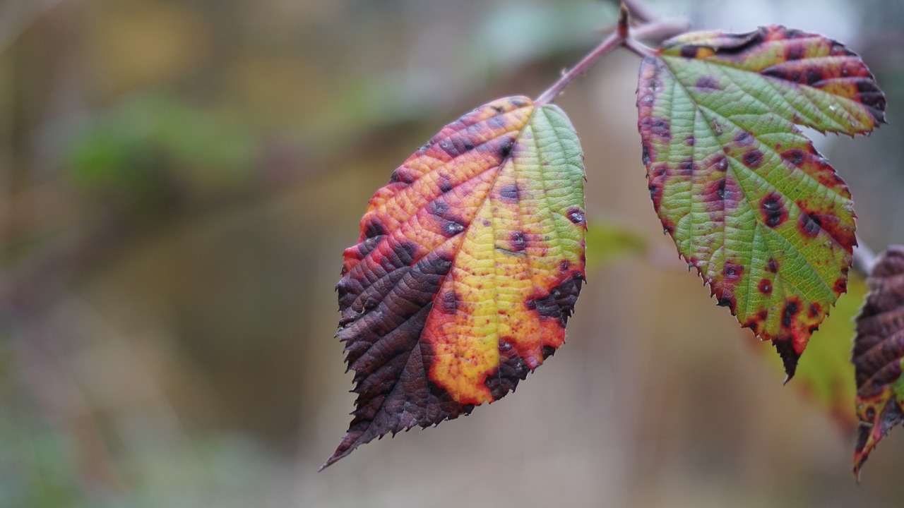 leaf  autumn  leaves free photo