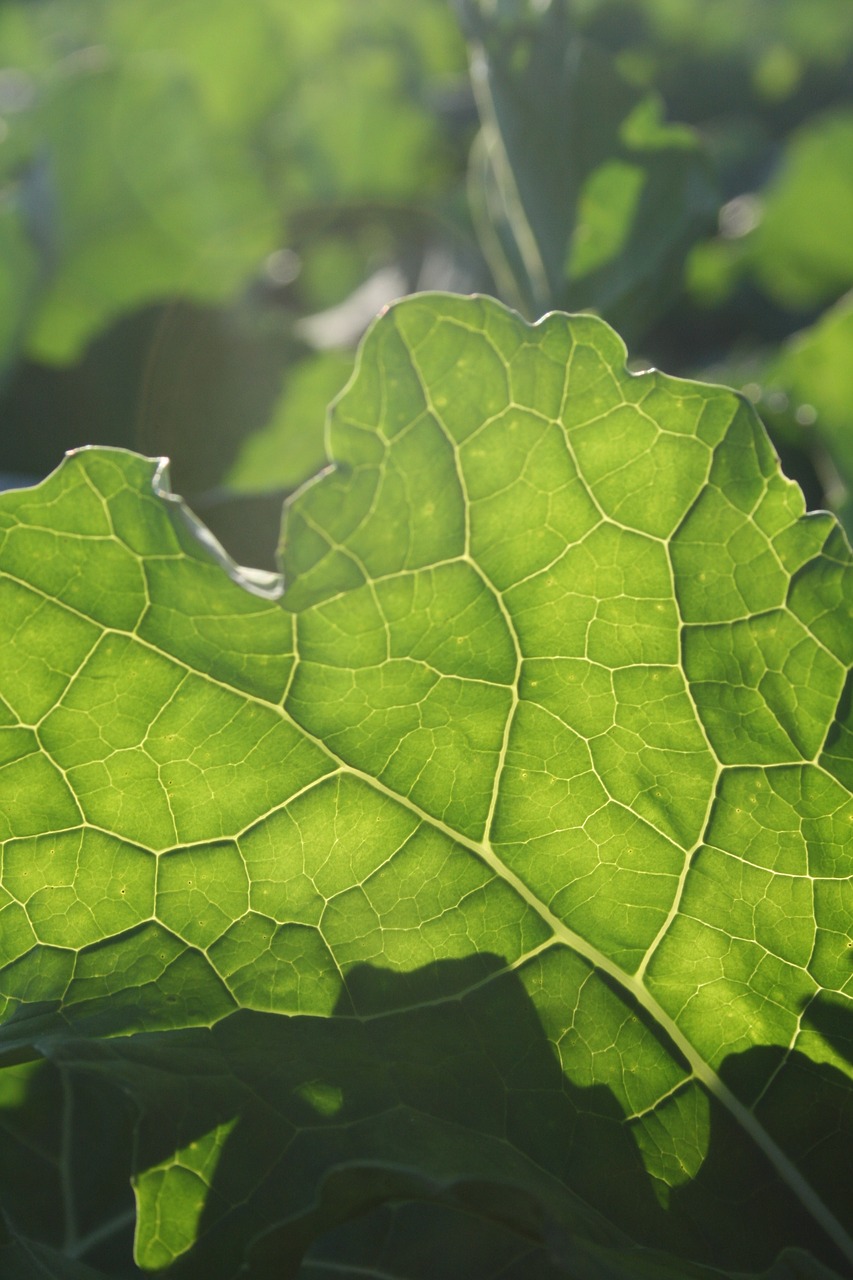 leaf  green  backlighting free photo