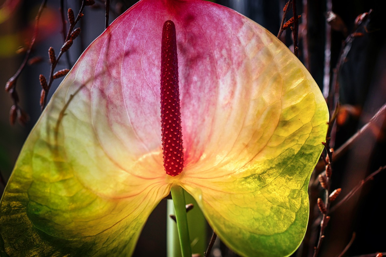 leaf  petal  flower free photo