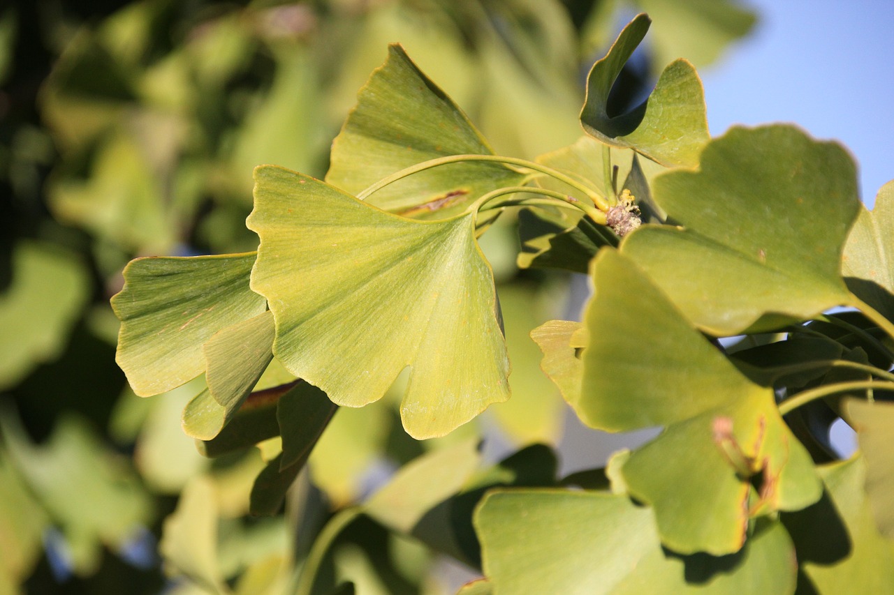 leaf  leaves  tree free photo