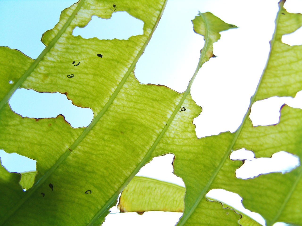 leaf sheet feeding broken free photo