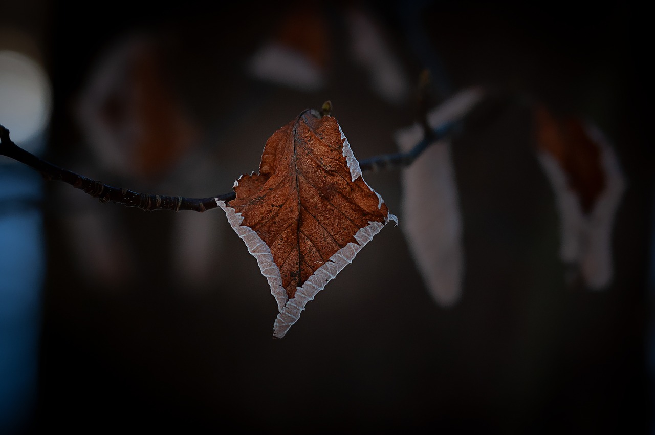 leaf  dry  autumn free photo