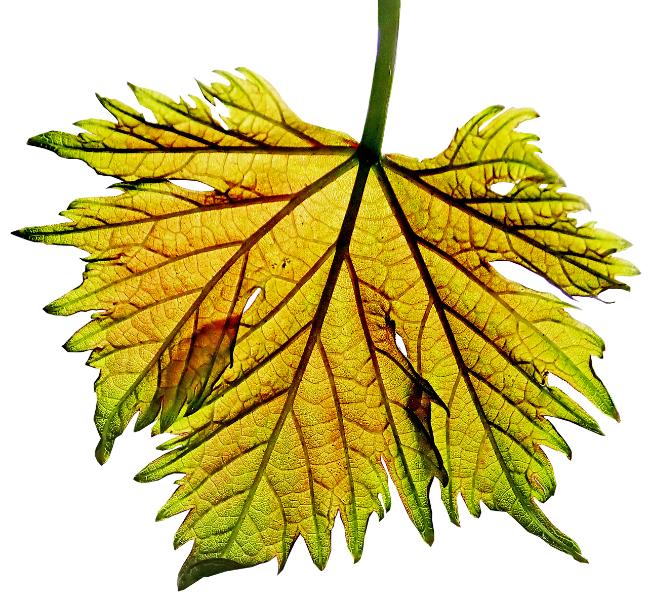 leaf  grape vine  sunlight free photo