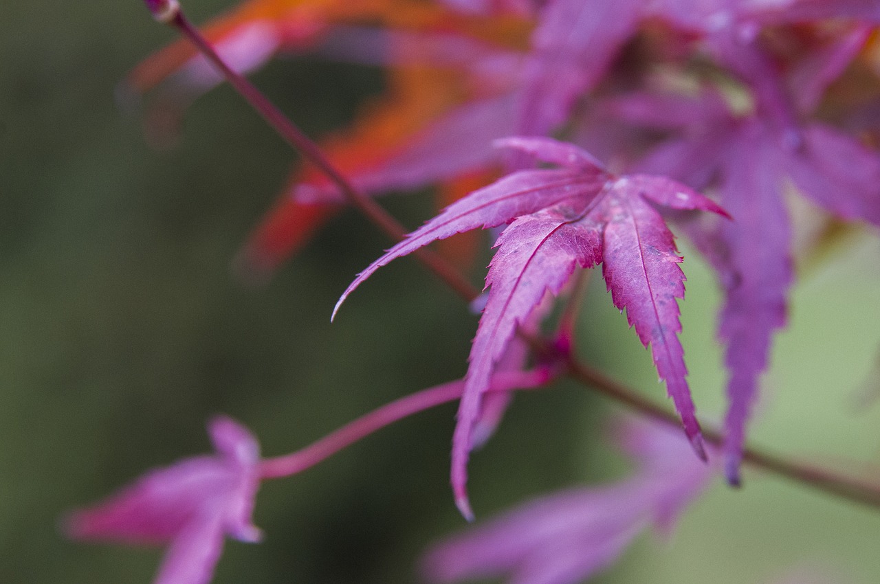 leaf  clone  red free photo