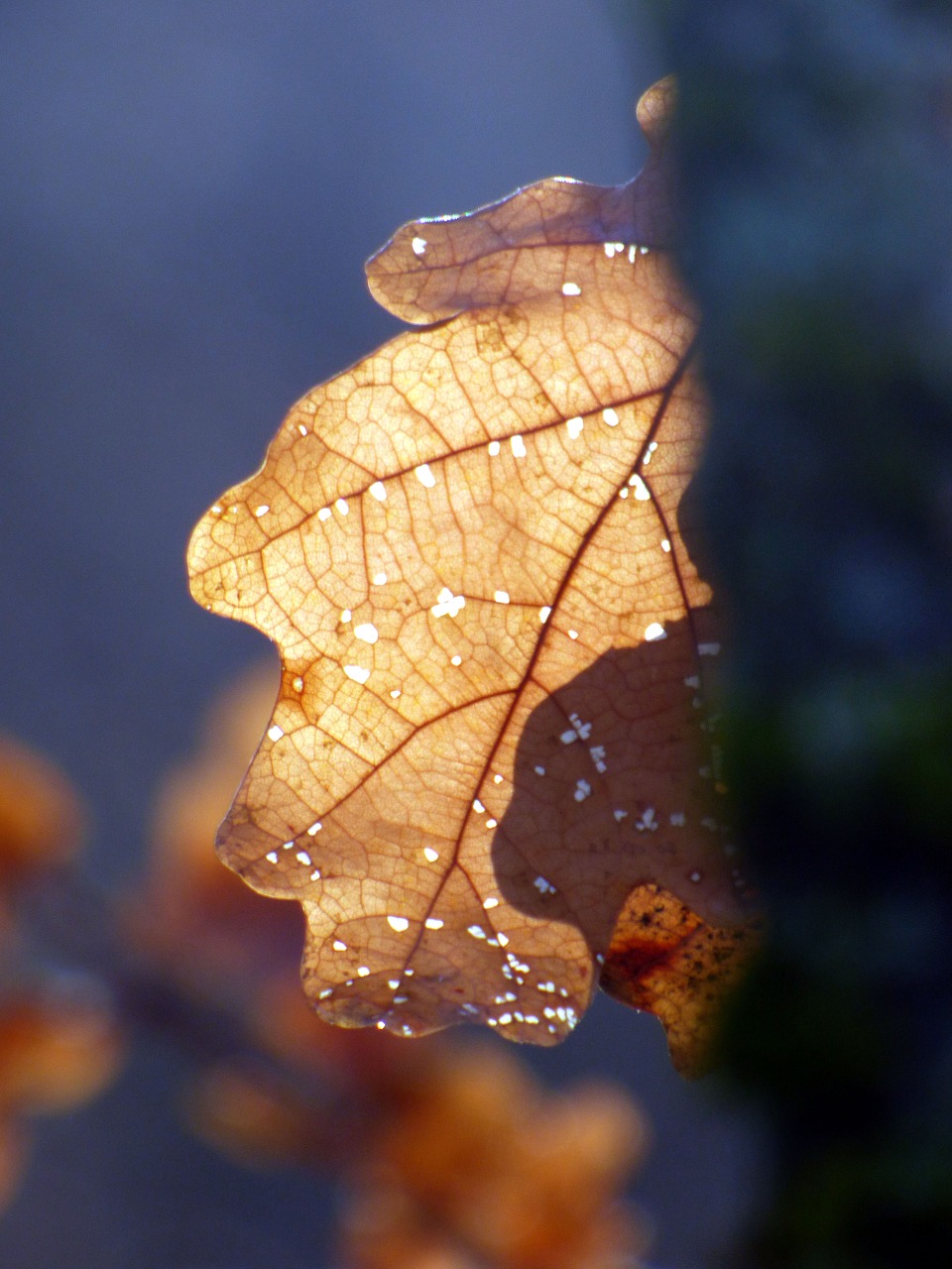 leaf  winter  frost free photo