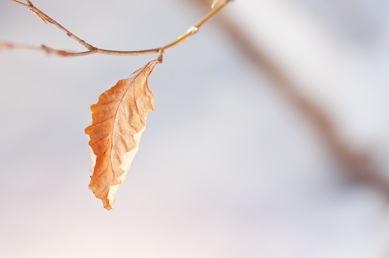 leaf  tree leaf  leaves free photo