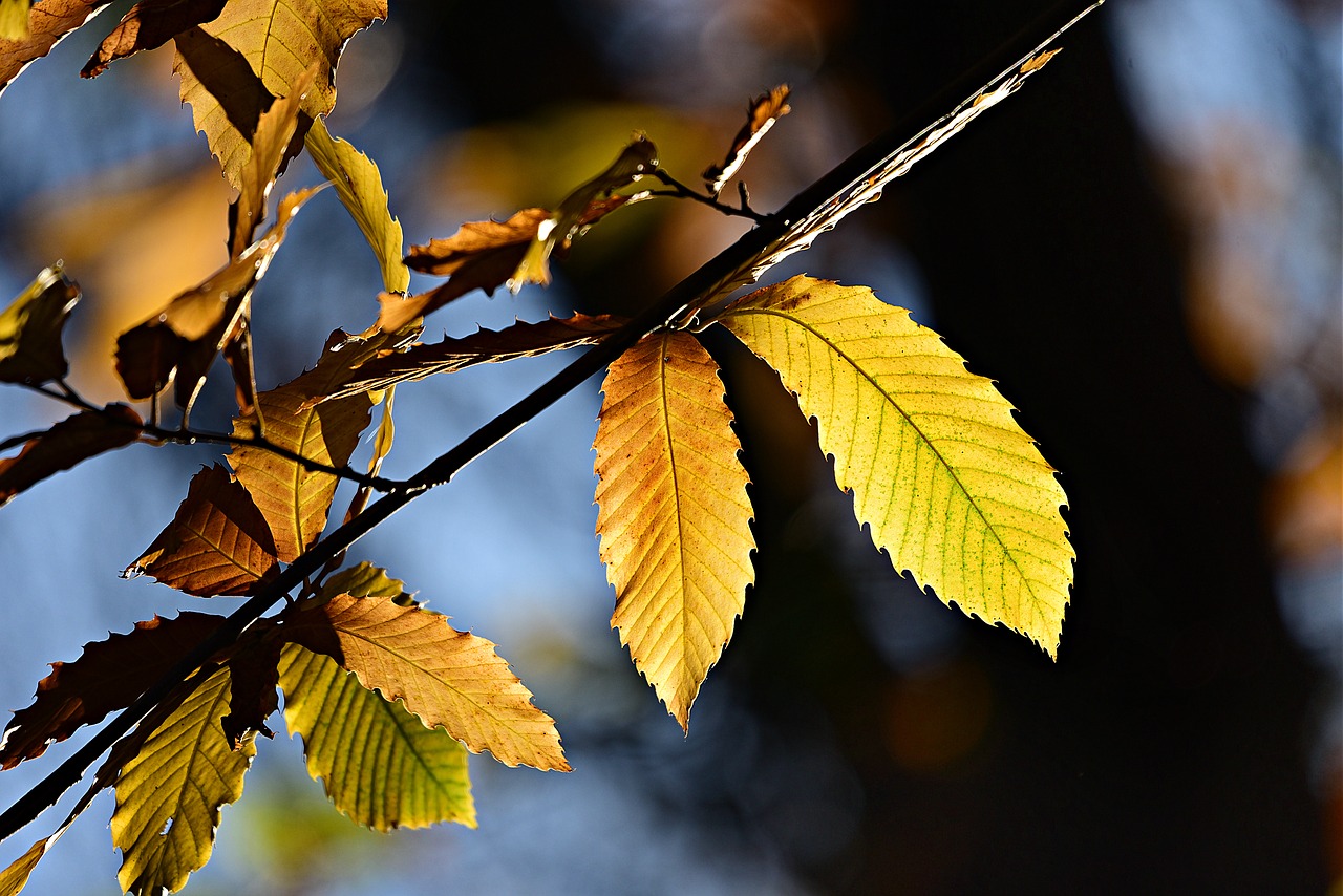 leaf  twig  foliage free photo