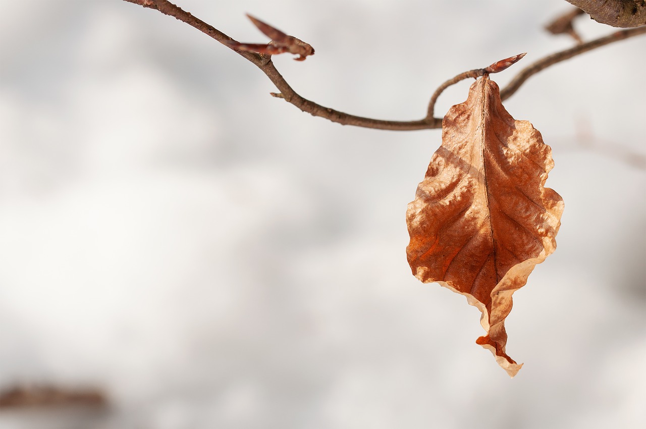 leaf  leaves  brown free photo