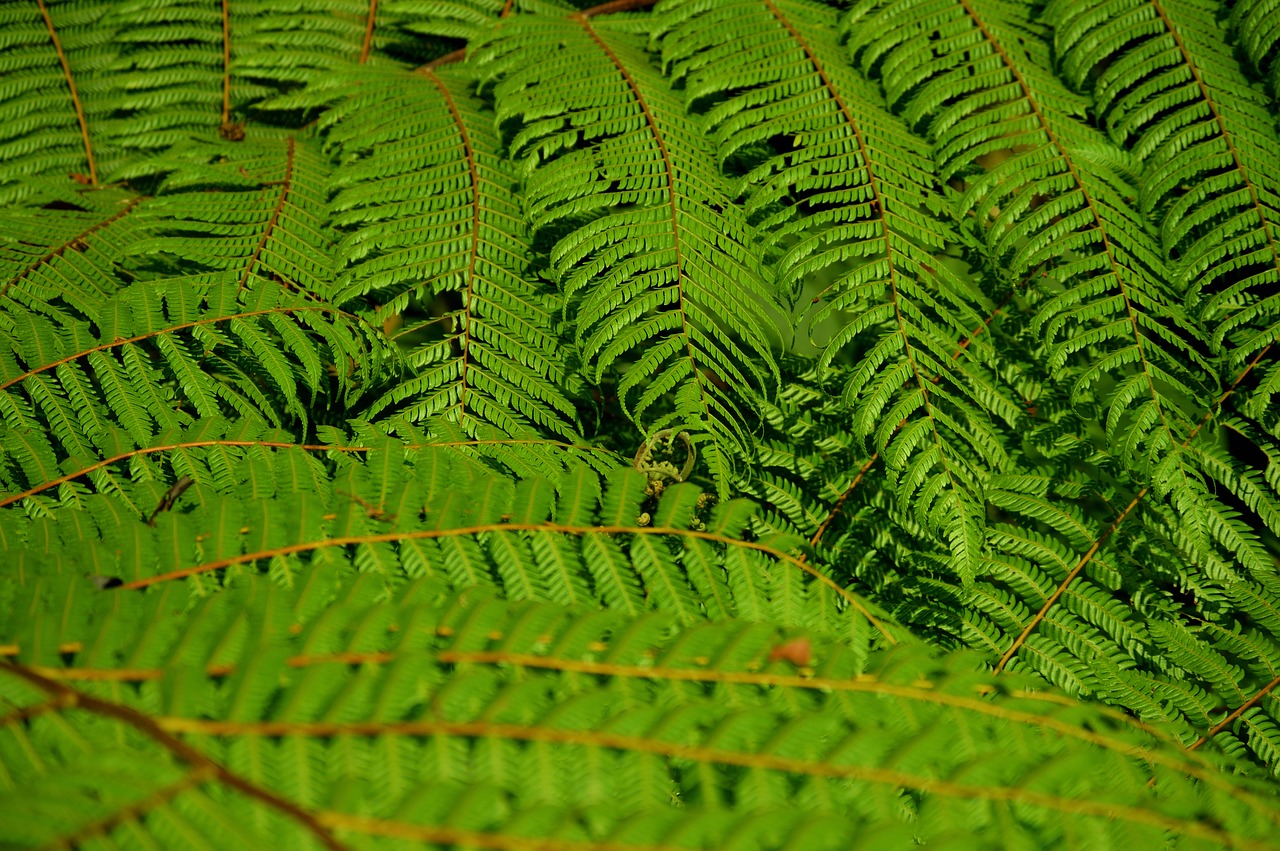 leaf  plant  green free photo