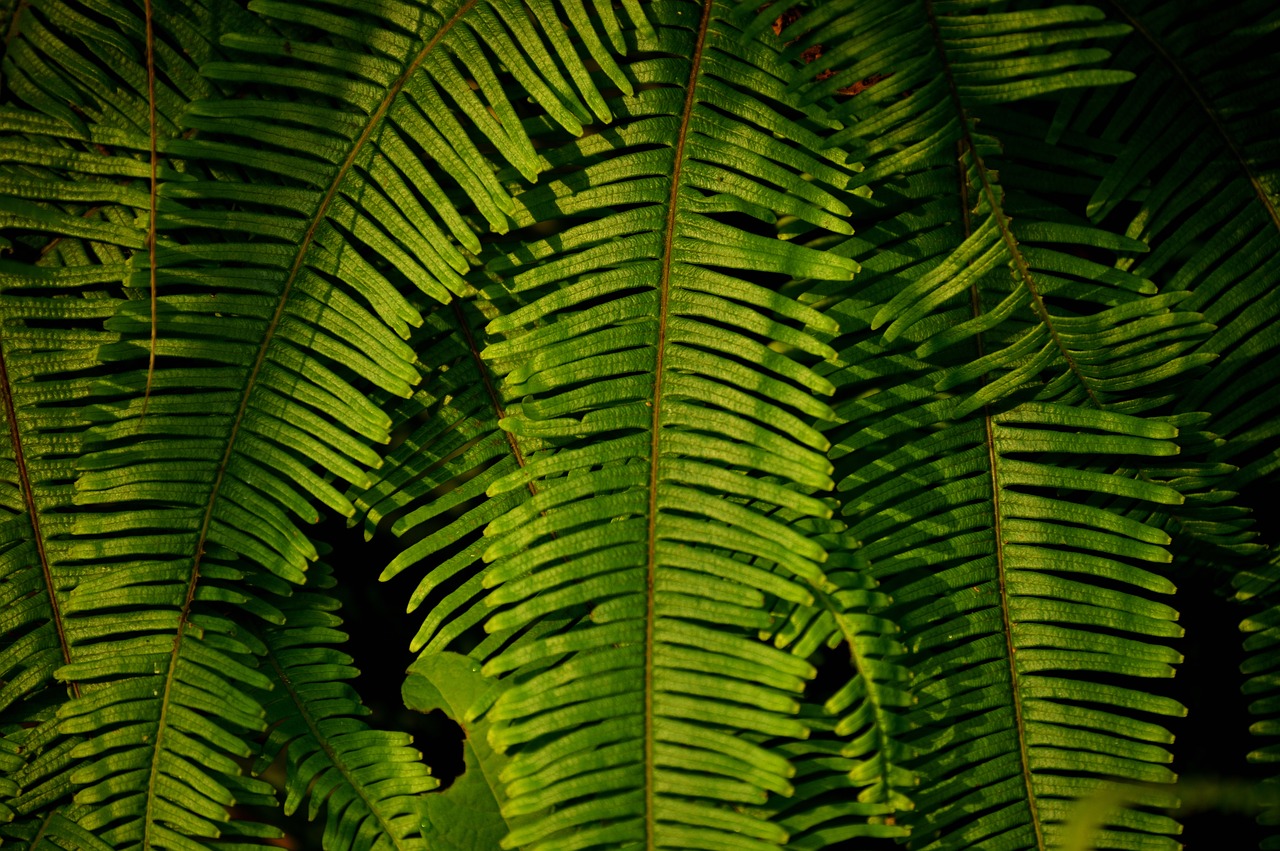 leaf  plant  green free photo