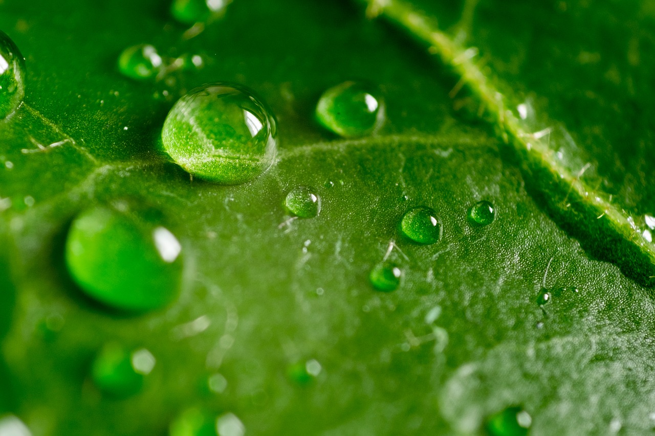 leaf  green  macro free photo