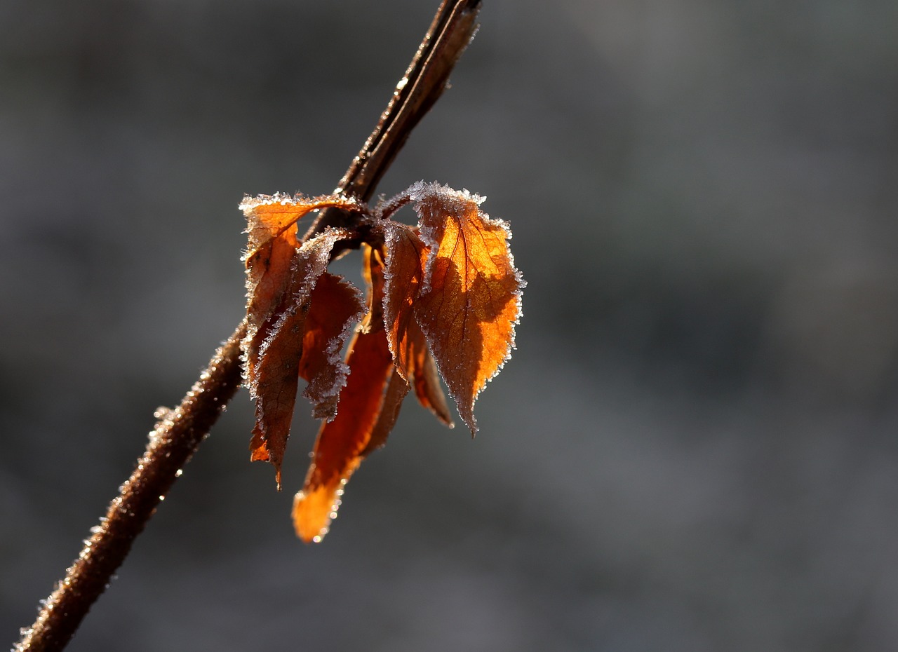 leaf  yellow  frozen free photo