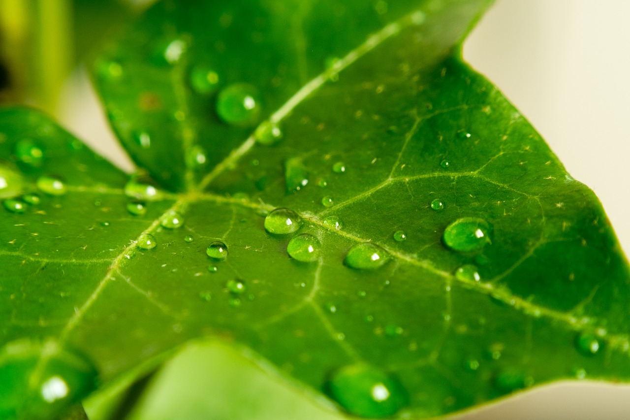 Watering leaves