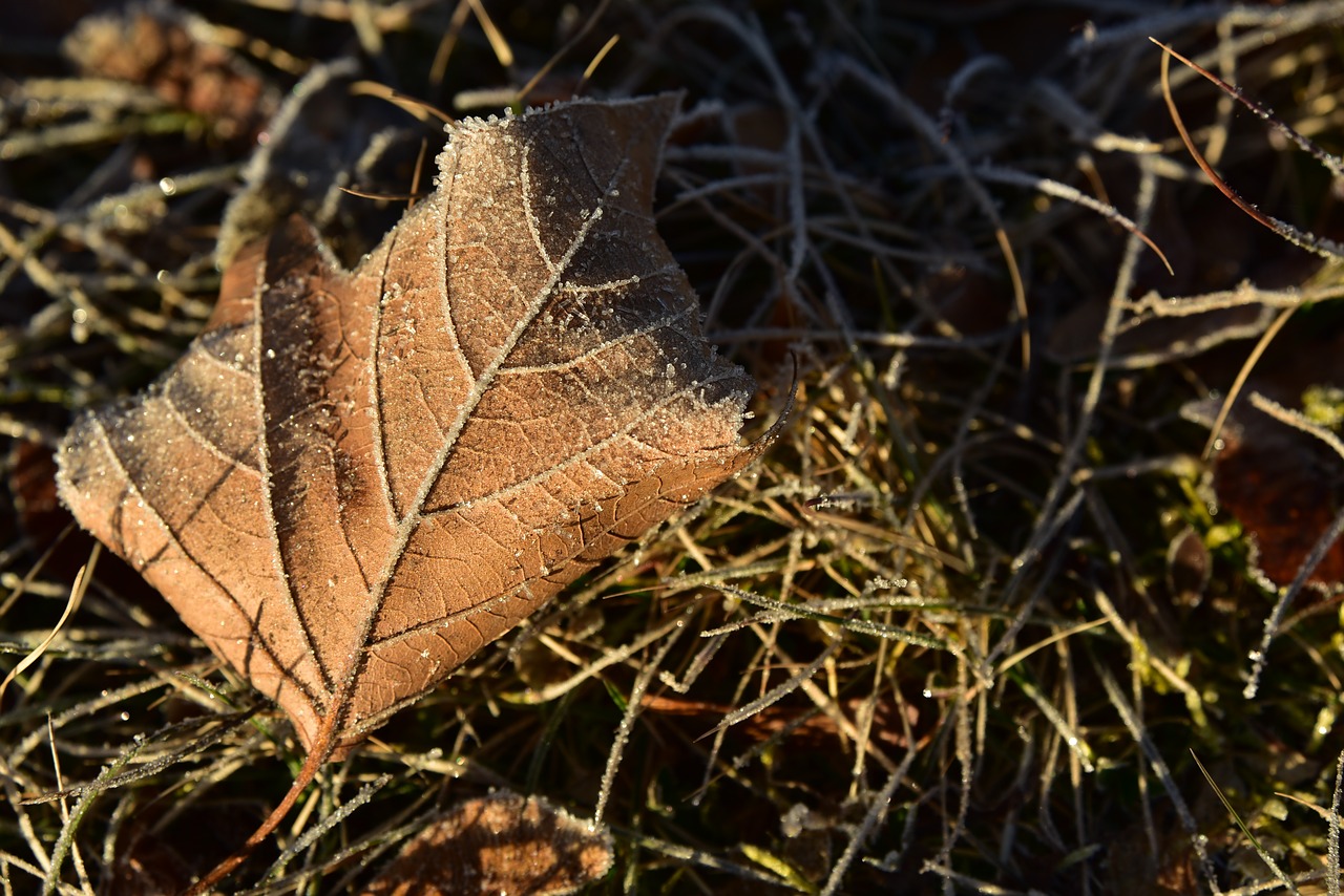 leaf  maple leaf  concerns free photo