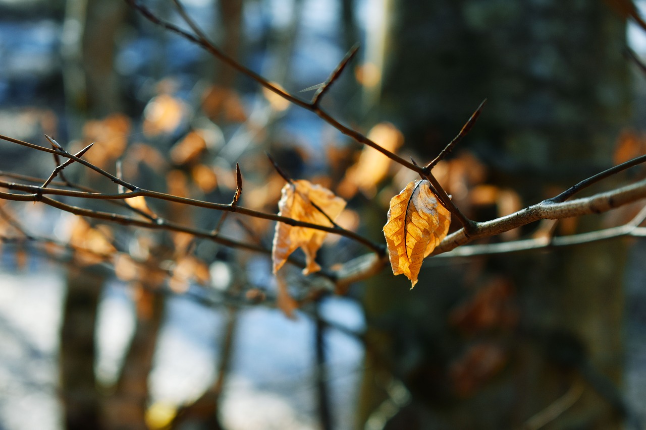 leaf  winter  sun free photo