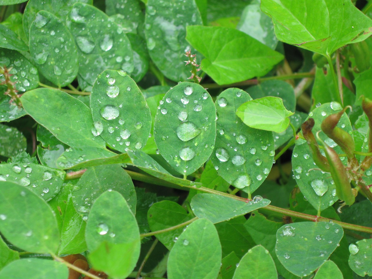 leaf green drops free photo