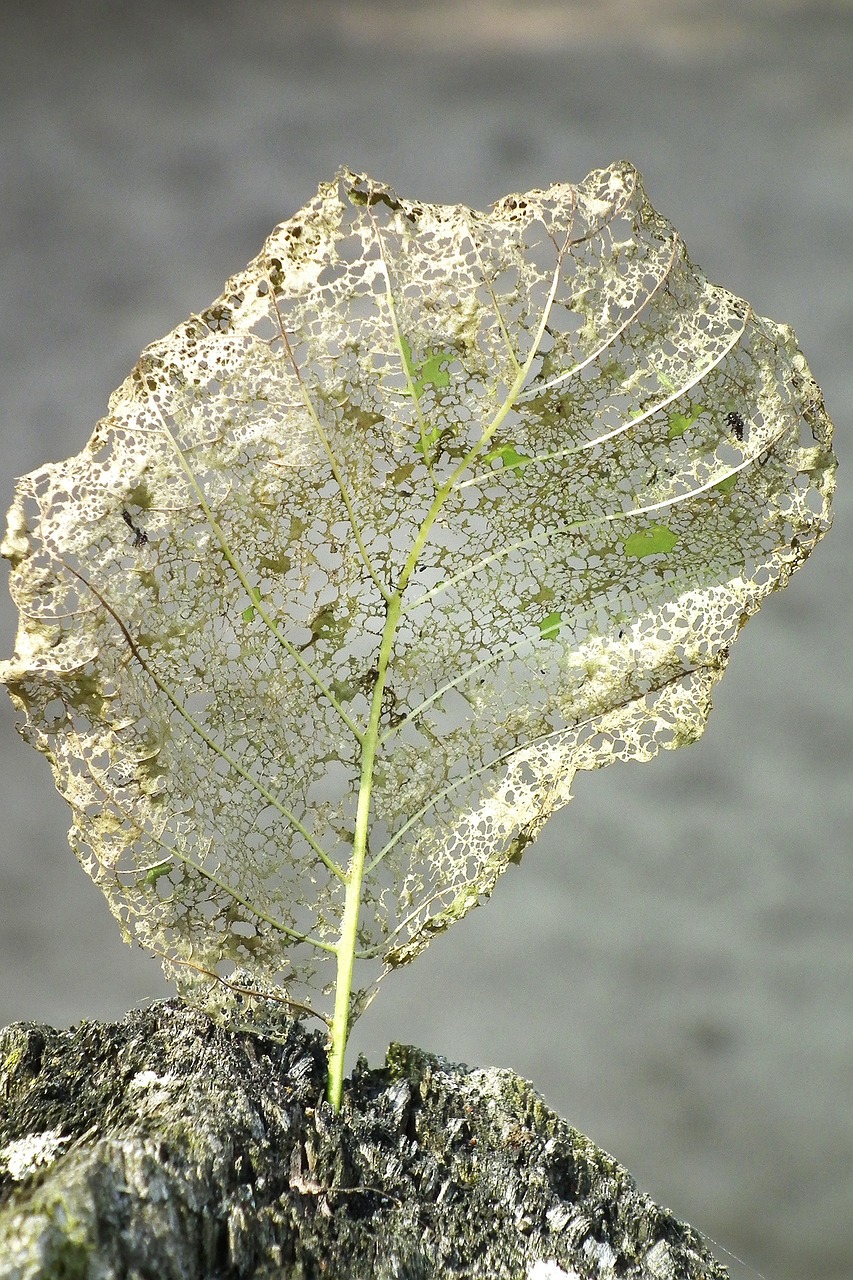 leaf eaten on chip away free photo