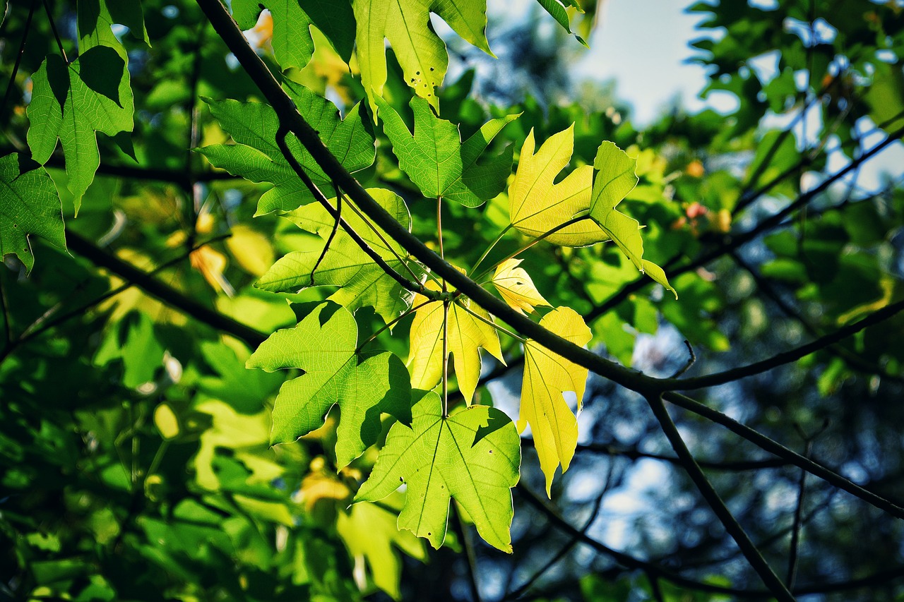 leaf  the leaves  nature free photo