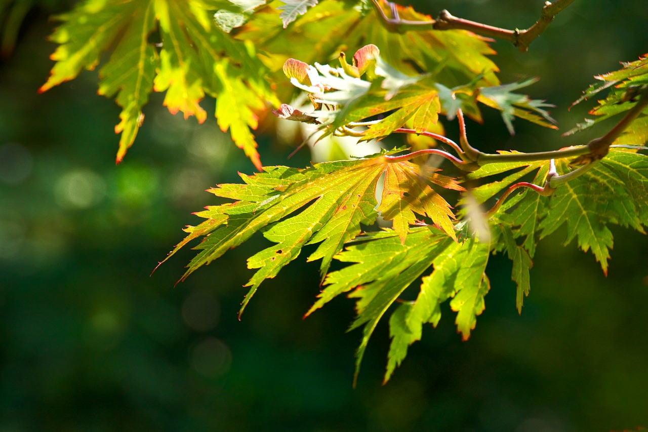 leaf  tree  nature free photo