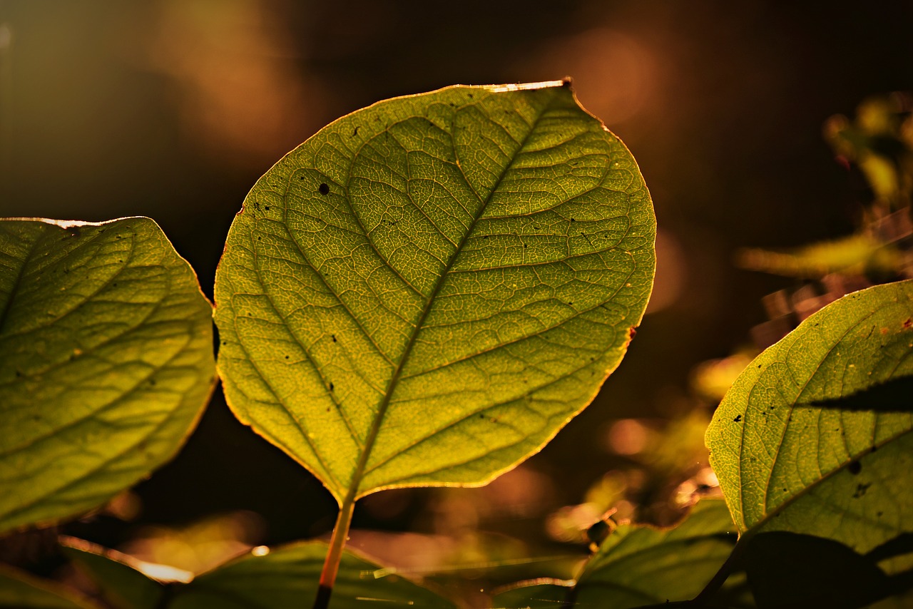 leaf  foliage  vein free photo