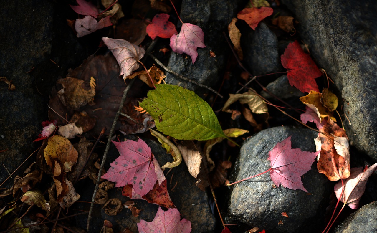 leaf  leaves  autumn free photo