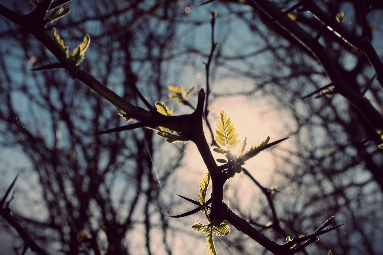 leaf  nature  leaves free photo