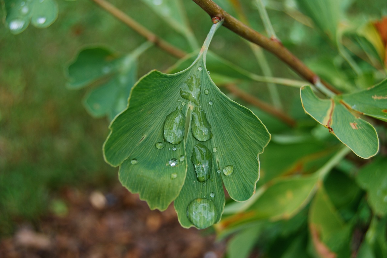 leaf  green  ginkgo free photo