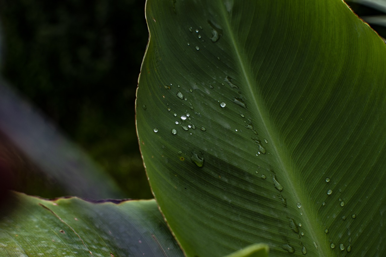 leaf  plant  natural free photo