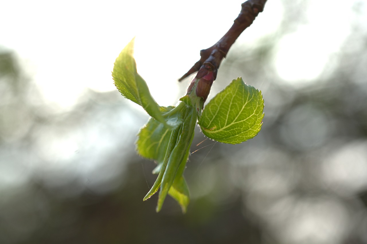 leaf  bud  spring free photo