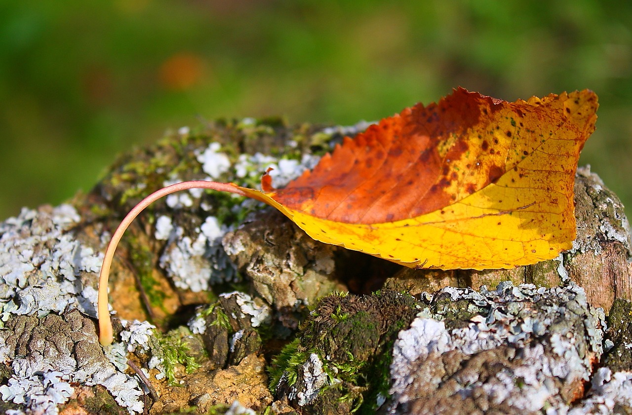 leaf  nature  autumn leaf free photo