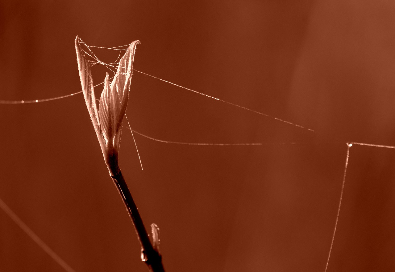 leaf  spring  dewdrop free photo