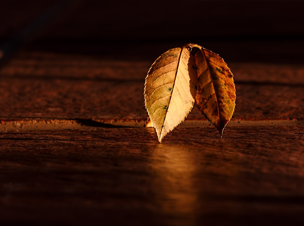 leaf autumn dawn free photo