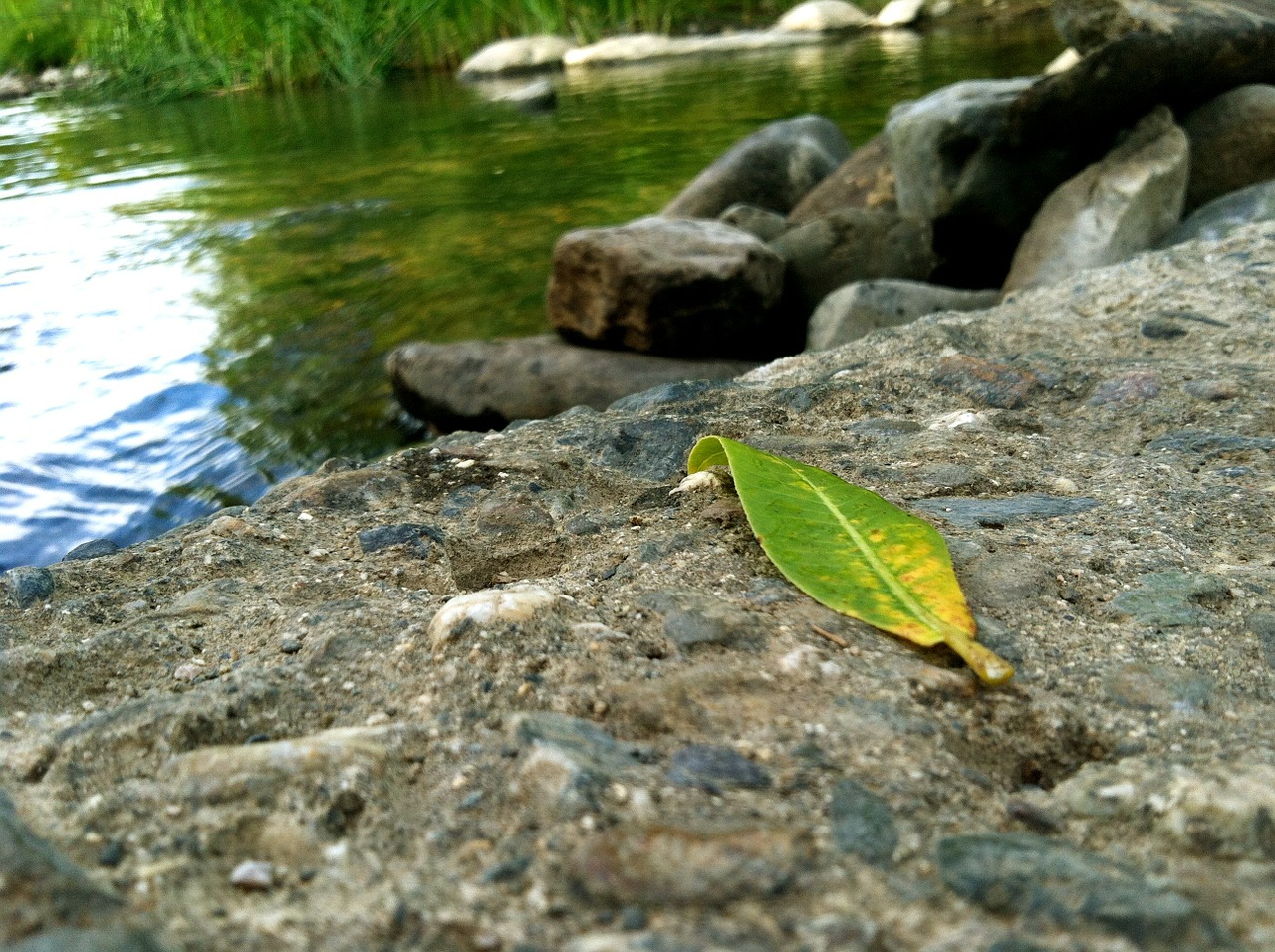 leaf water rock free photo