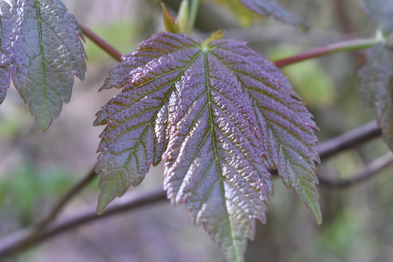 leaf  green  summer free photo