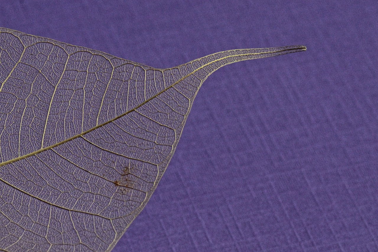 leaf  macro  color free photo