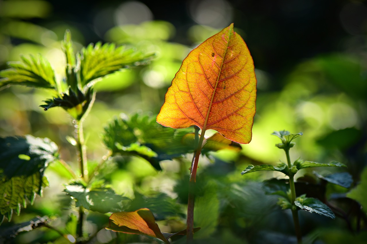 leaf  plant  vein free photo