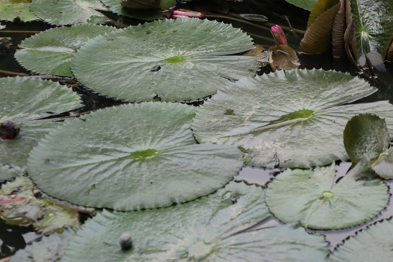 leaf  lotus  pond free photo