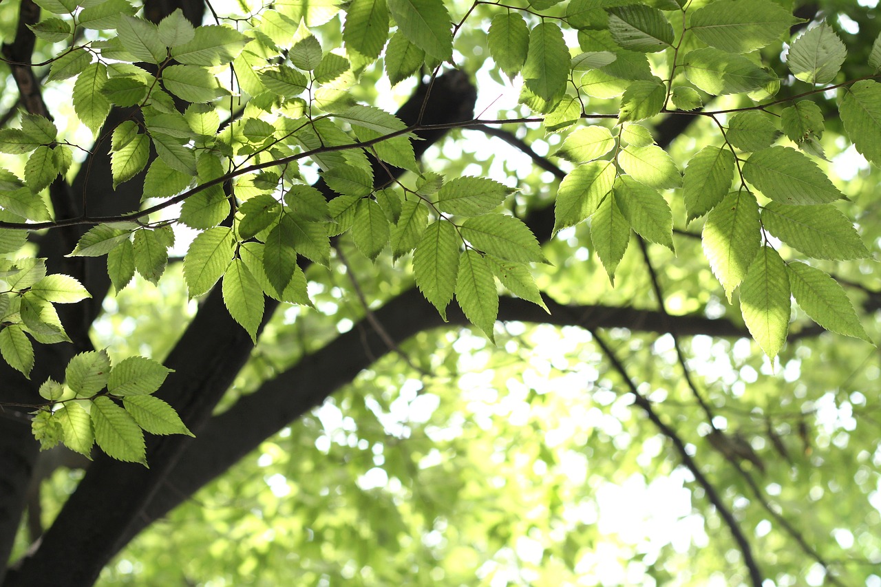 leaf  leaves  tree free photo