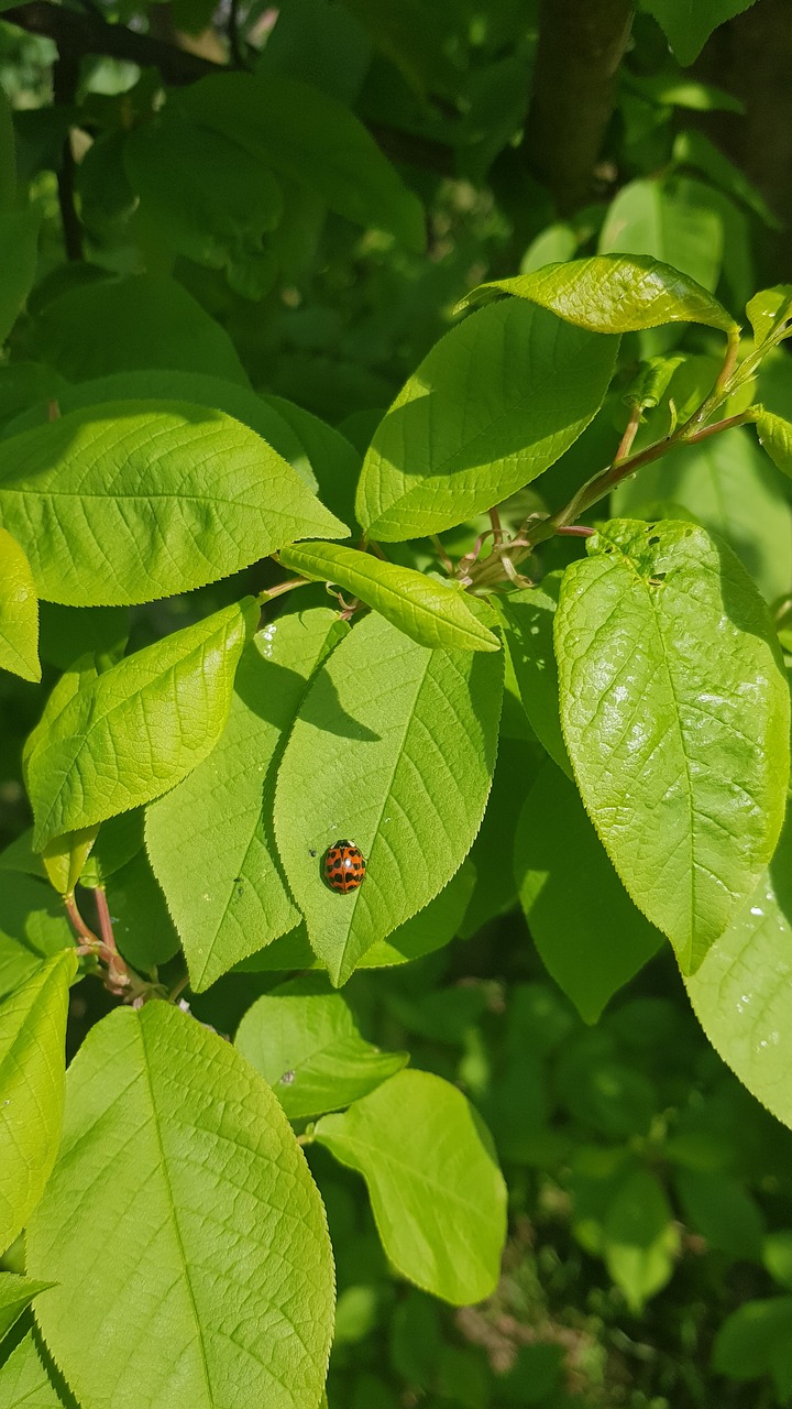 leaf  ladybug  insect free photo