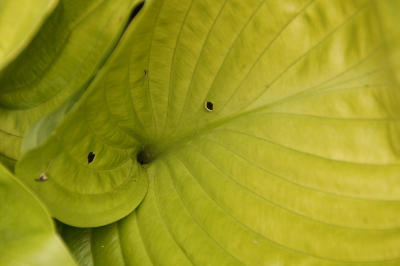 leaf structure green free photo