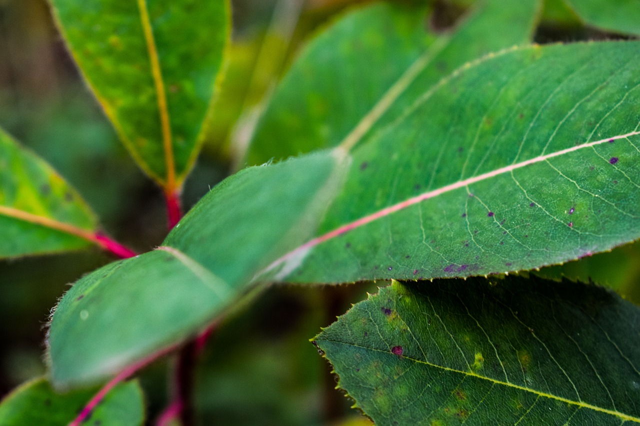 leaf  green  nature free photo