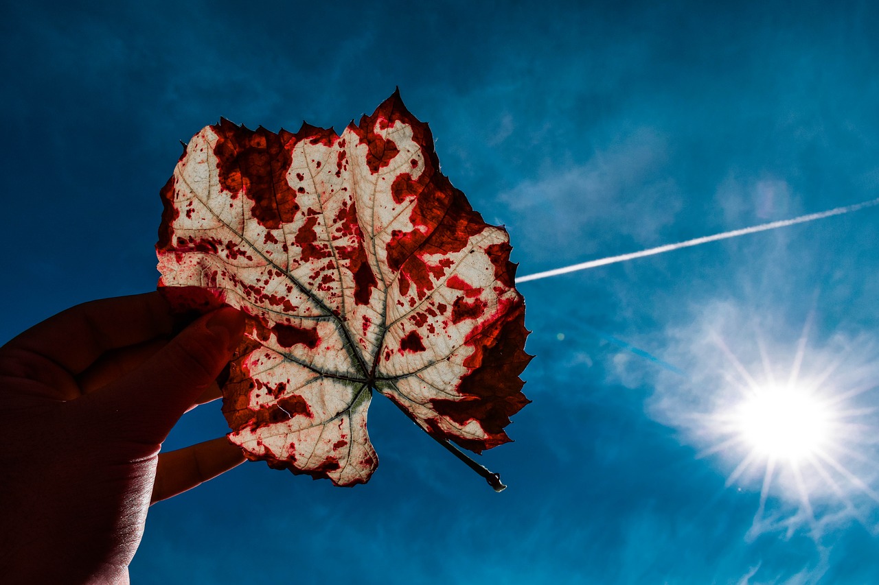 leaf  grape  sky free photo