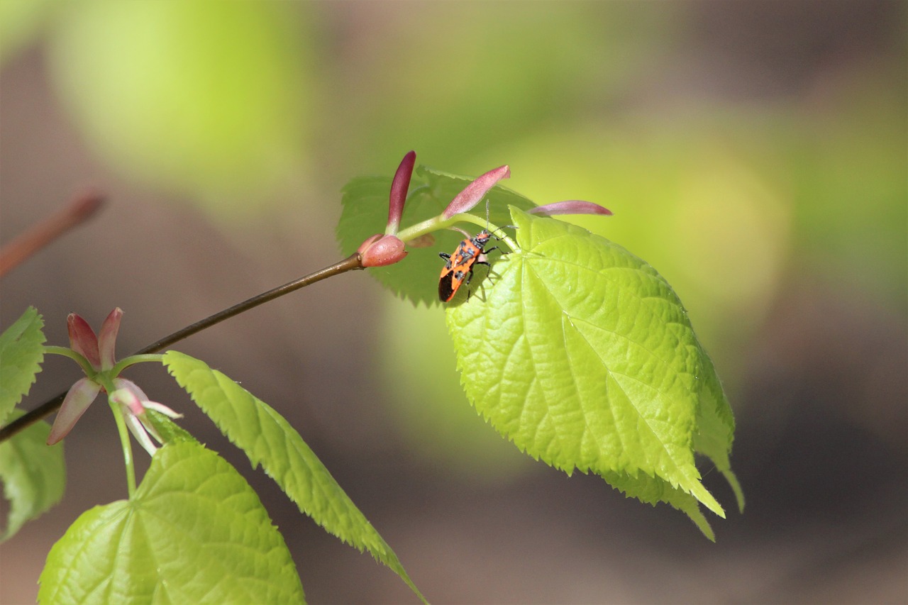 leaf  tree  spring free photo