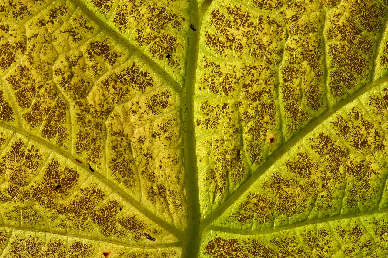 leaf  structure  texture free photo