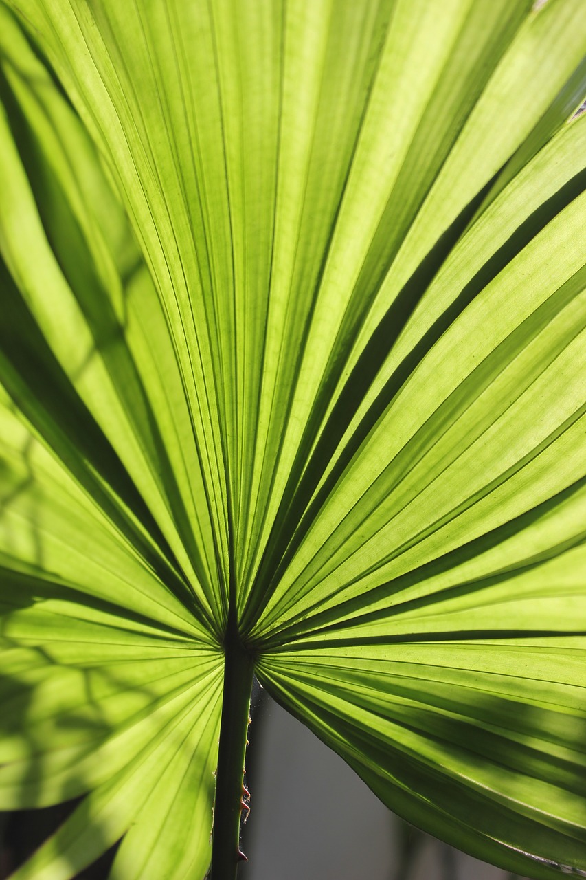 leaf  palm  palm leaf free photo