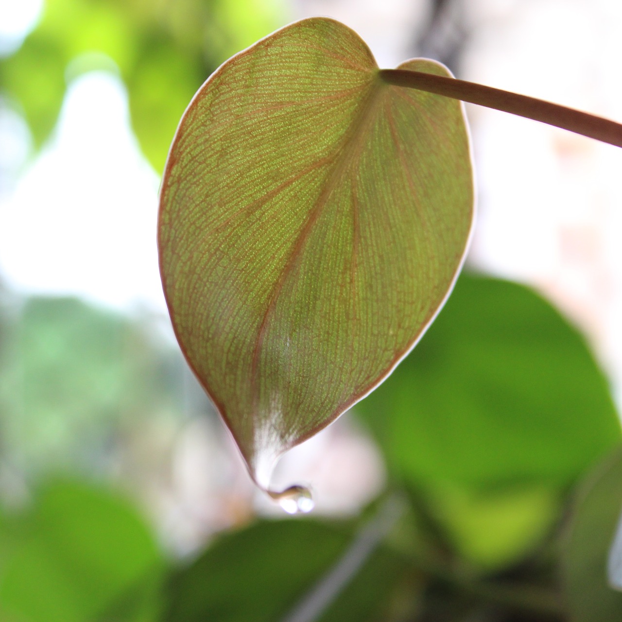 leaf  sunlight  leaves free photo