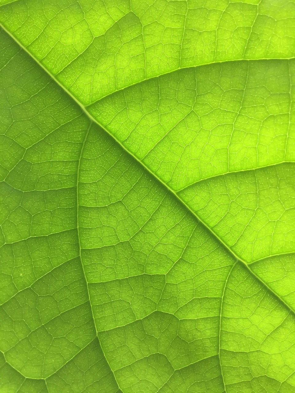 leaf  nature  green free photo