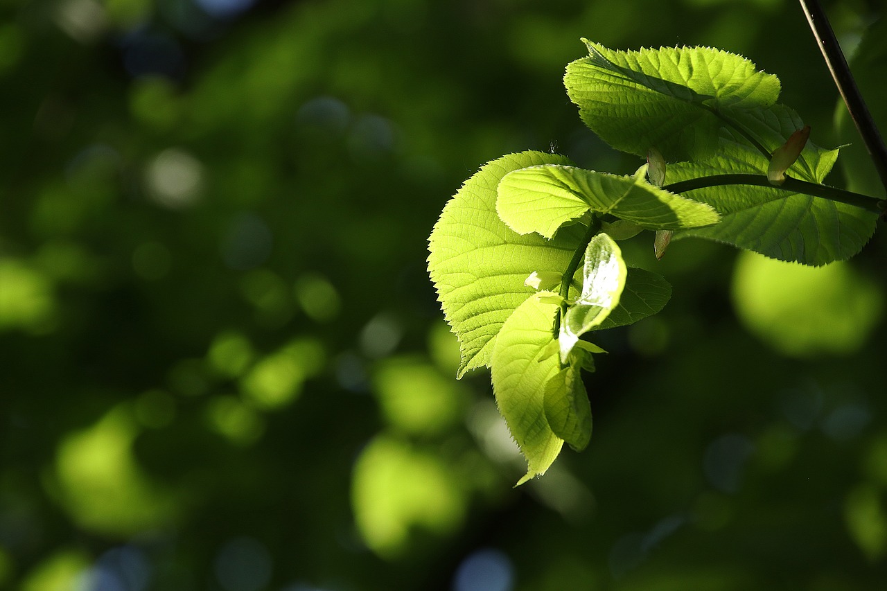 leaf  green  spring free photo